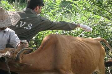 اقدامات پیشگیرانه اداره کل دامپزشکی گیلان علیه لمپی اسکین