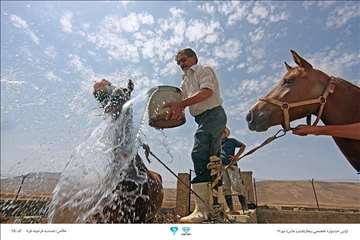 عکسهای منتخب جشنواره تخصصی بیطار