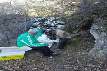 طرح بروسلوز در ییلاقات رودسر