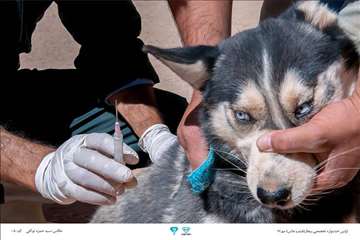 عکسهای منتخب جشنواره تخصصی بیطار