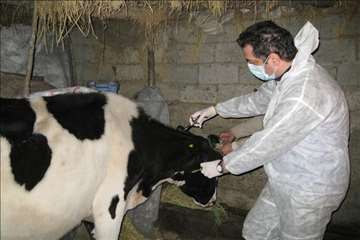 خدمات بهداشتی پیشگیری دامپزشکی گیلان -دهه فجر 94