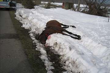 اكيپ عملياتي در برف انزلي و صومعه سرا