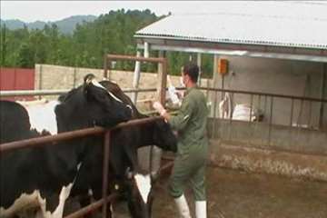 اقدامات پیشگیرانه اداره کل دامپزشکی گیلان علیه لمپی اسکین