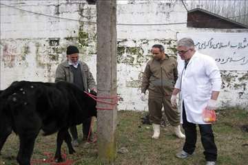 فعالیت های دامپزشکی گیلان در دهه فجر 1393