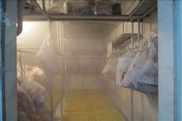 نظارت بهداشتی عید قربان 1395 گیلان به روایت تصویر