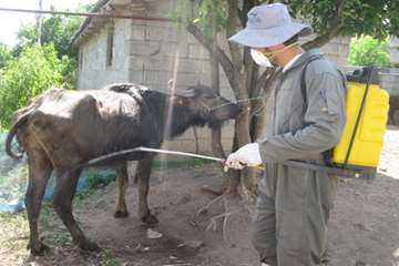 اقدامات پیشگیرانه اداره کل دامپزشکی گیلان علیه لمپی اسکین