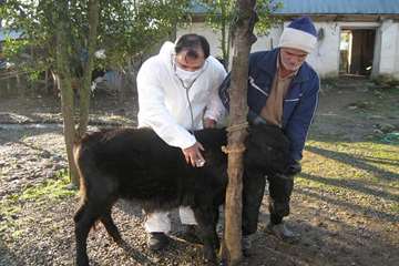 خدمات بهداشتی پیشگیری دامپزشکی گیلان -دهه فجر 94