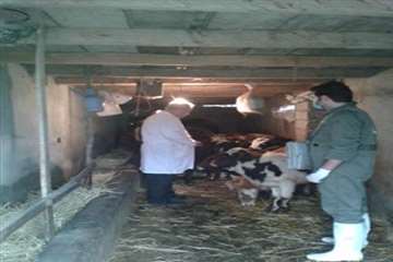 خدمات بهداشتی پیشگیری دامپزشکی گیلان -دهه فجر 94