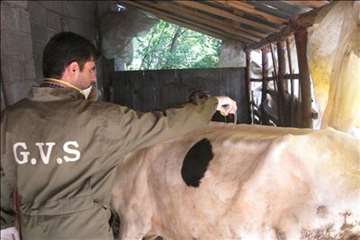 حمام ضد کنه  در مناطق ییلاقی گیلان