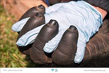 عکسهای منتخب جشنواره تخصصی بیطار