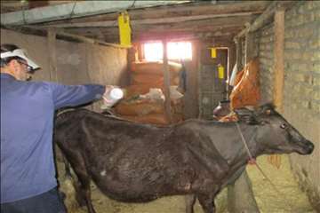 اقدامات پیشگیرانه اداره کل دامپزشکی گیلان علیه لمپی اسکین