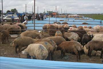 گيلان در روز عيد قربان