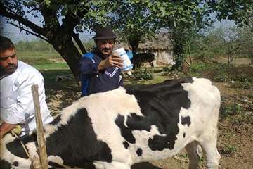 فعالیت های دامپزشکی گیلان در دهه فجر 1393