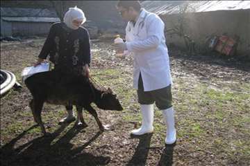 اقدامات پیشگیرانه اداره کل دامپزشکی گیلان علیه لمپی اسکین