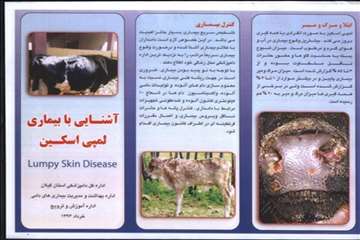 اقدامات پیشگیرانه اداره کل دامپزشکی گیلان علیه لمپی اسکین