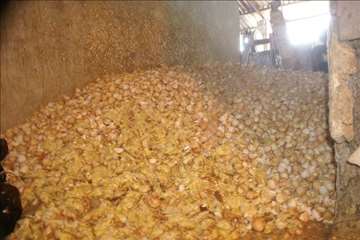 اكيپ عملياتي در برف انزلي و صومعه سرا