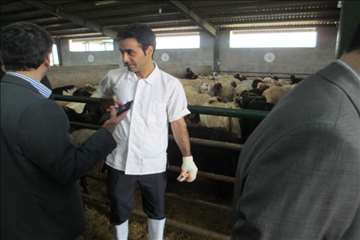 نظارت بهداشتی عید قربان به روایت تصویر(94)-گیلان