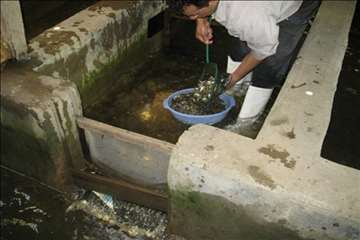 فعالیتهای اداره آبزیان گیلان