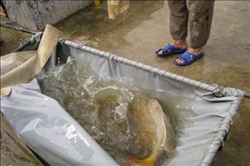 فعالیتهای اداره آبزیان گیلان