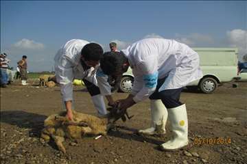 نظارت بهداشتی گیلان در روز عید سعید قربان(1393)