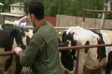 اقدامات پیشگیرانه اداره کل دامپزشکی گیلان علیه لمپی اسکین