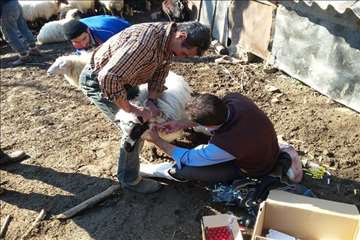 خدمات بهداشتی پیشگیری دامپزشکی گیلان -دهه فجر 94