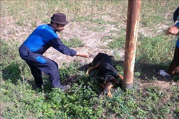 فعالیت های دامپزشکی گیلان در دهه فجر 1393