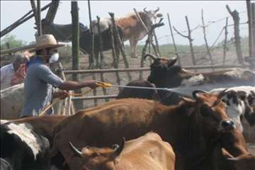 اقدامات پیشگیرانه اداره کل دامپزشکی گیلان علیه لمپی اسکین