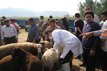 نظارت بهداشتی عید قربان به روایت تصویر(94)-گیلان