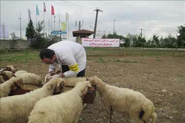 نظارت بهداشتی عید قربان 1395 گیلان به روایت تصویر