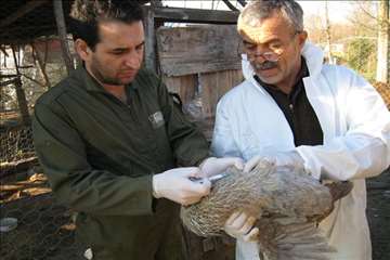 خدمات بهداشتی پیشگیری دامپزشکی گیلان -دهه فجر 94