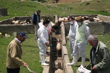 حمام ضد کنه  در مناطق ییلاقی گیلان