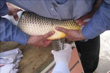 فعالیتهای اداره آبزیان گیلان