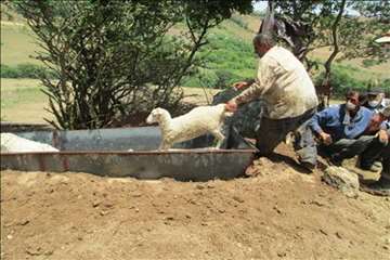 حمام ضد کنه  در مناطق ییلاقی گیلان