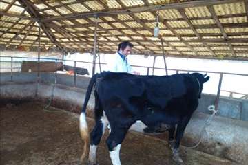 فعالیت های دامپزشکی گیلان در دهه فجر 1393