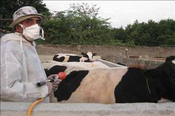 اقدامات پیشگیرانه اداره کل دامپزشکی گیلان علیه لمپی اسکین