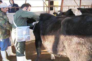 خدمات بهداشتی پیشگیری دامپزشکی گیلان -دهه فجر 94