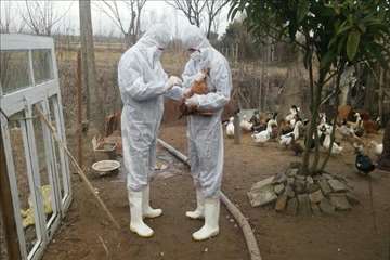 اقدامات دامپزشکی گیلان در مبارزه با آنفلوانزای H5N6 بوجاق آستانه اشرفیه