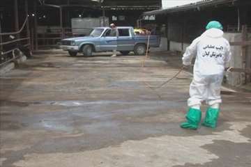 اقدامات پیشگیرانه اداره کل دامپزشکی گیلان علیه لمپی اسکین