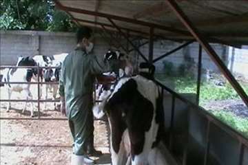 اقدامات پیشگیرانه اداره کل دامپزشکی گیلان علیه لمپی اسکین