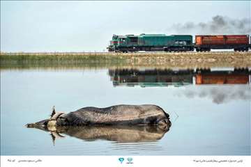 عکسهای منتخب جشنواره تخصصی بیطار