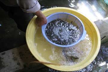 فعالیتهای اداره آبزیان گیلان