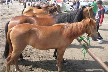 فعالیتهای شبکه دامپزشکی انزلی در جشنواره ملی اسب کاسپین