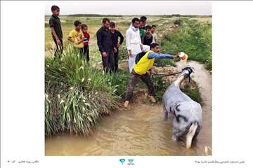 عکسهای منتخب جشنواره تخصصی بیطار
