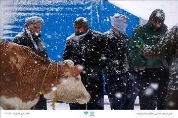 عکسهای منتخب جشنواره تخصصی بیطار