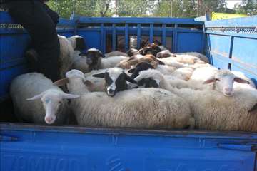 گيلان در روز عيد قربان