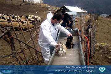 نمایشگاه عکس فعالیت های دامپزشکی