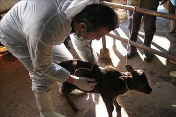 خدمات بهداشتی پیشگیری دامپزشکی گیلان -دهه فجر 94