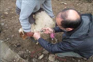 فعالیت های دامپزشکی گیلان در دهه فجر 1393