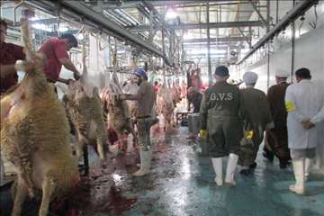 نظارت بهداشتی عید قربان 1395 گیلان به روایت تصویر